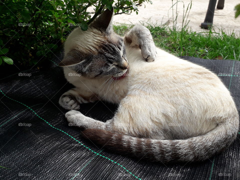 my cat in the garden