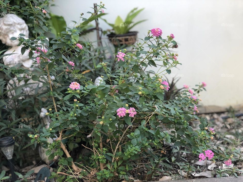 Pink and white flowers in the garden 