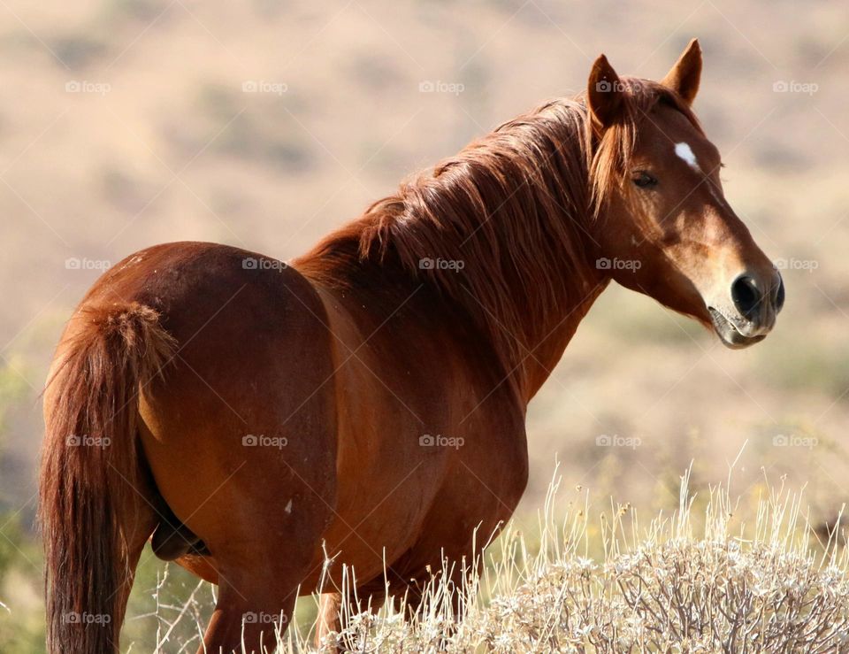 Wild Stallion in the Desert