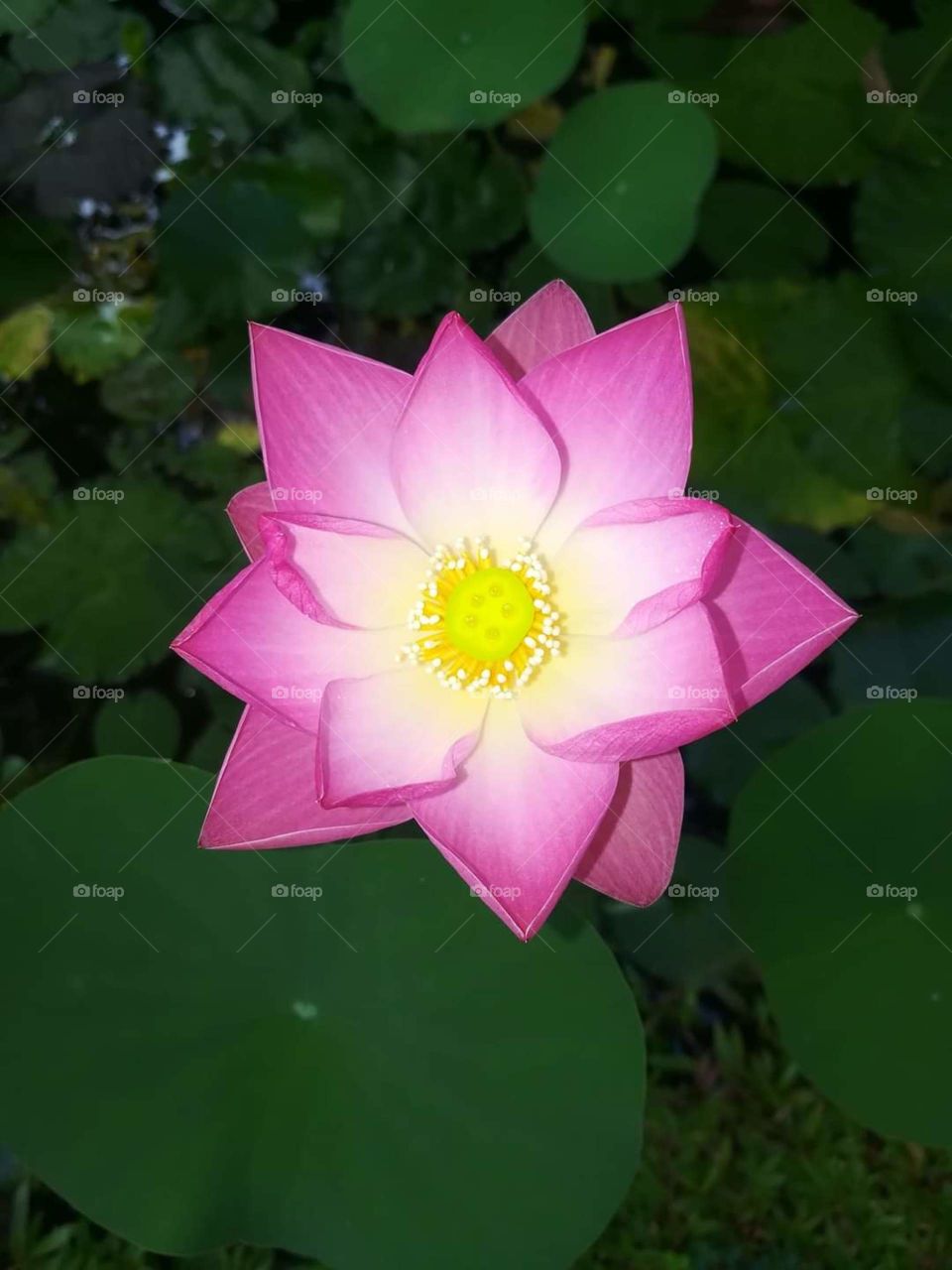 Born In mud, but raise about it