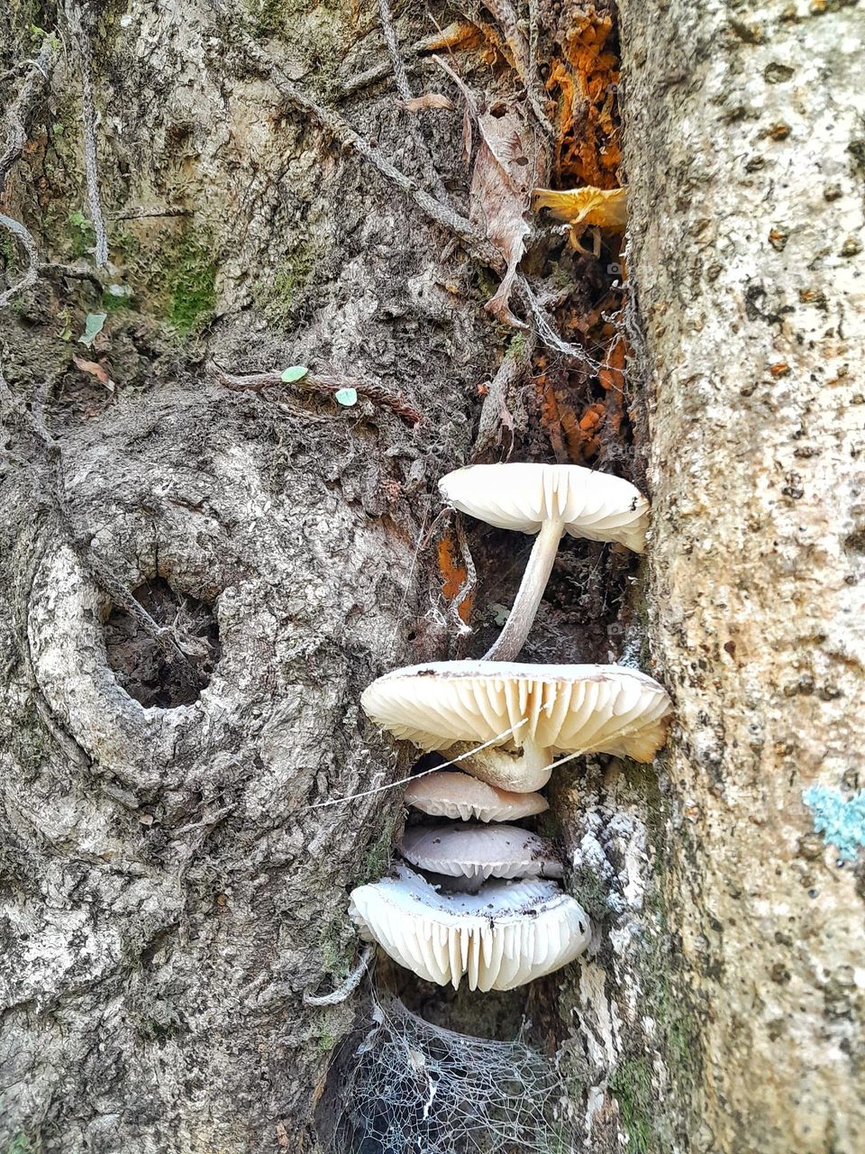 mushrooms growing in a tree trunk