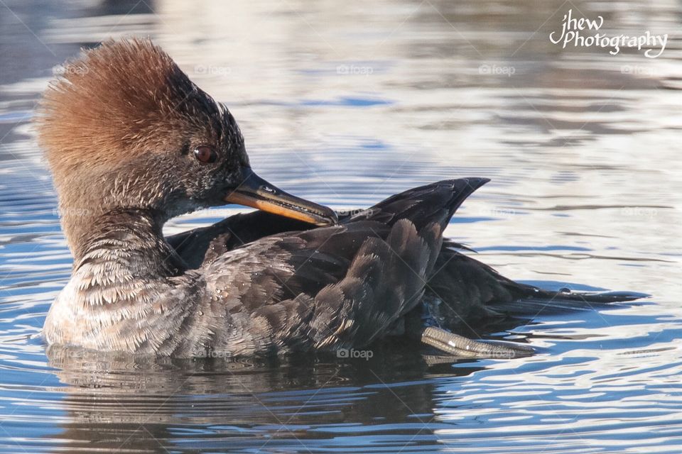 Female Hooded Merganser