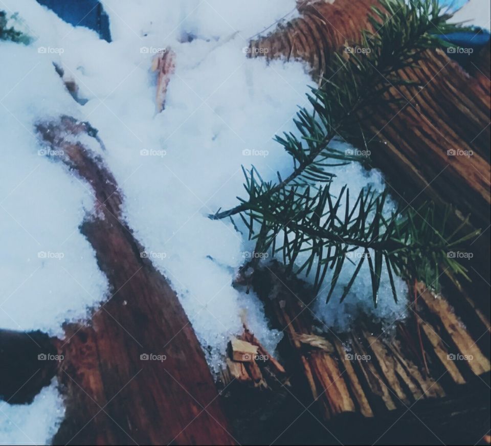 Pine and Snow