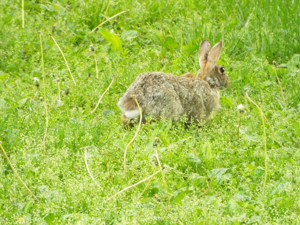Rabbit in the tall grass