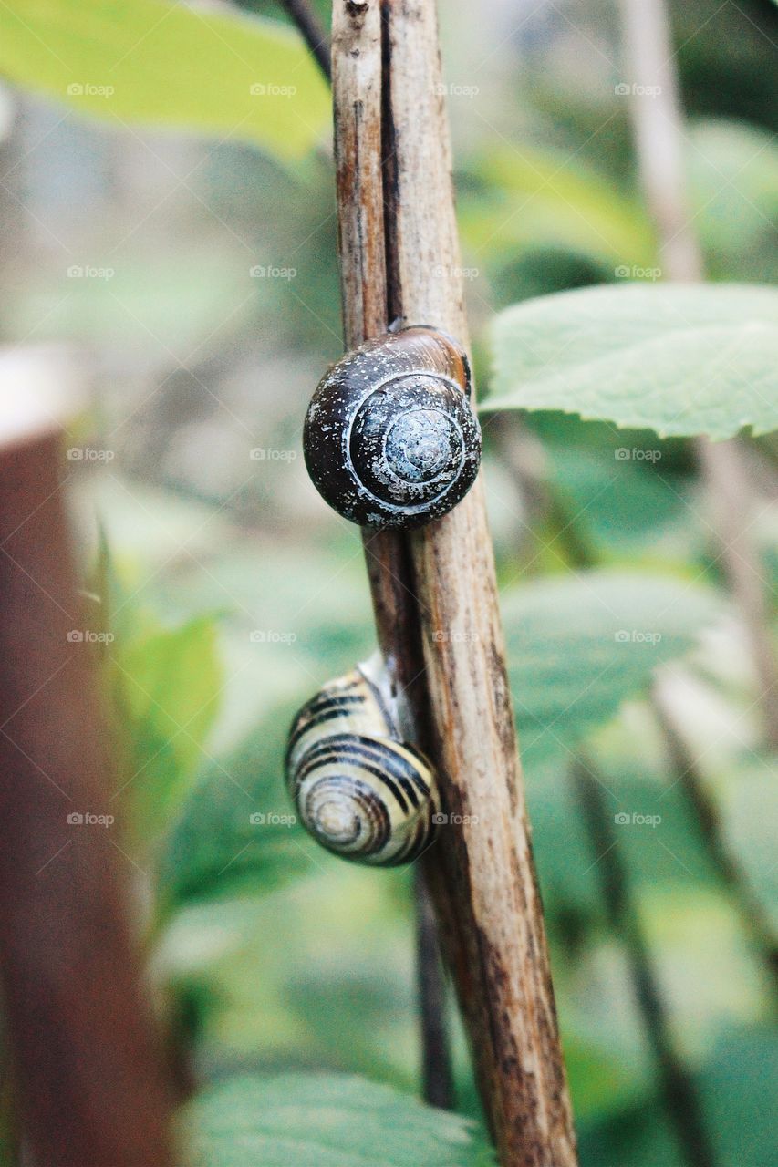 Two Little Snails