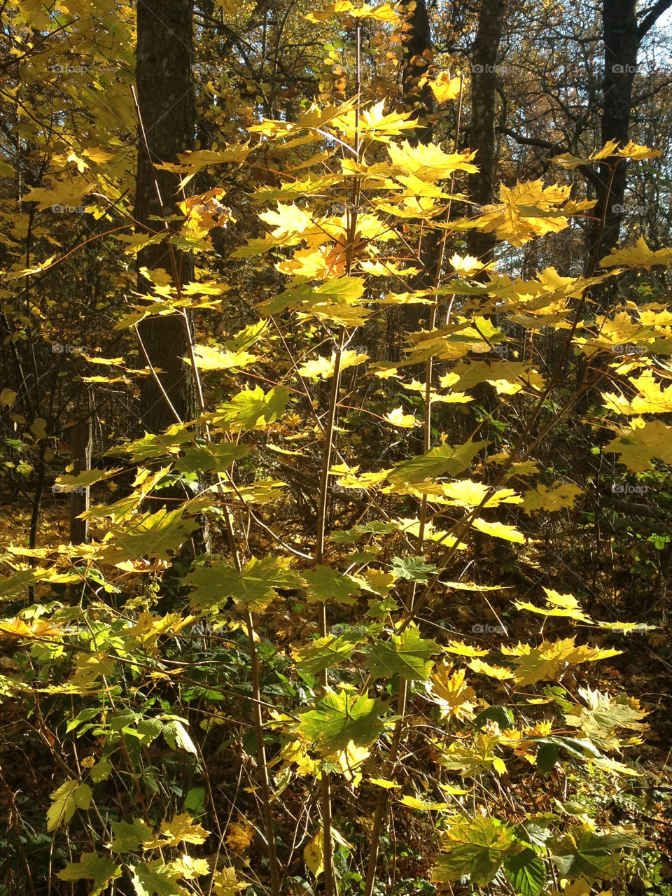 yellow woods fall autumn by lindajacobi