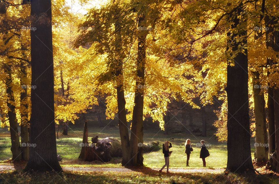 Fall, Tree, Backlit, No Person, Leaf