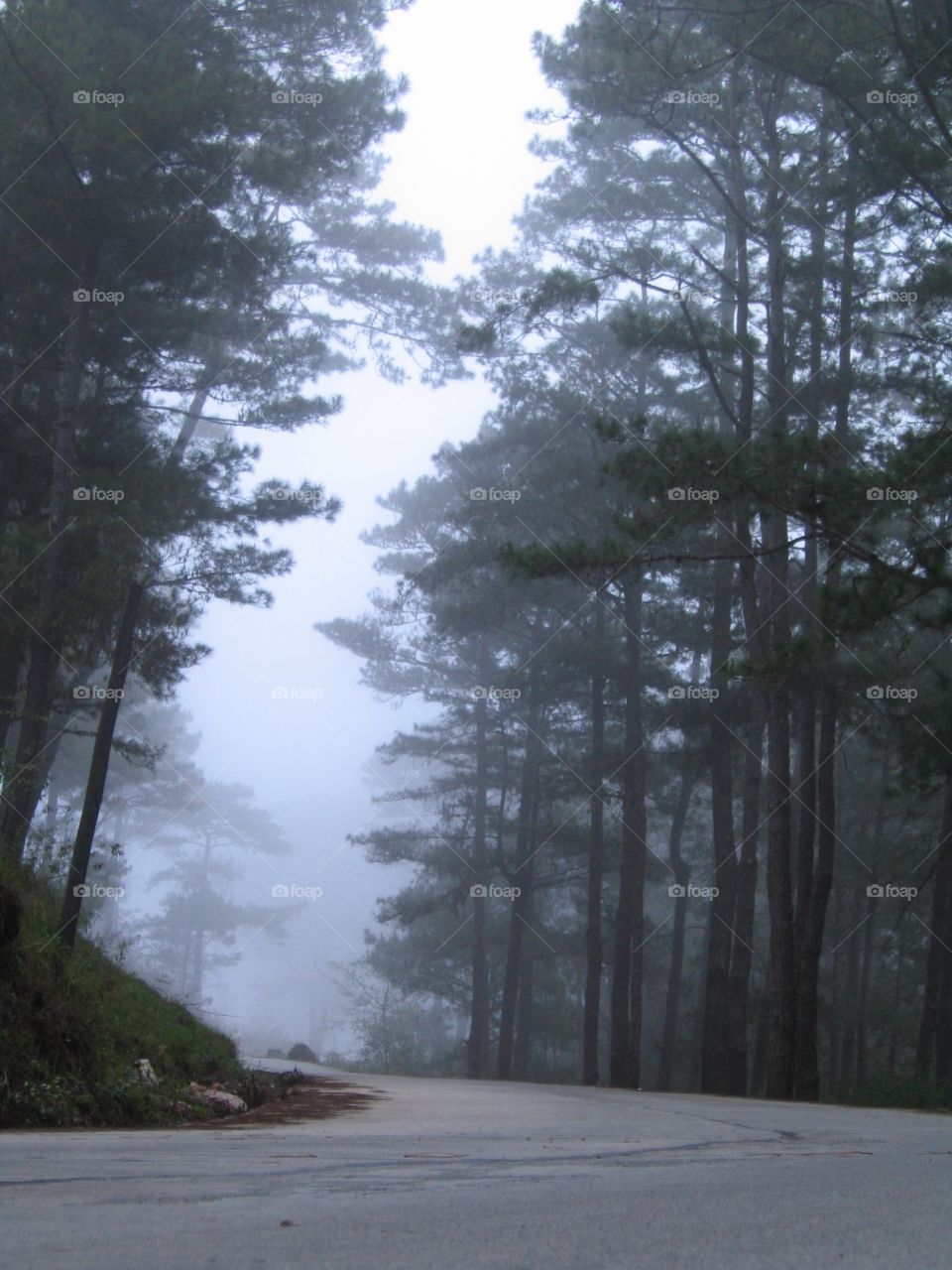 View of trees in foggy road