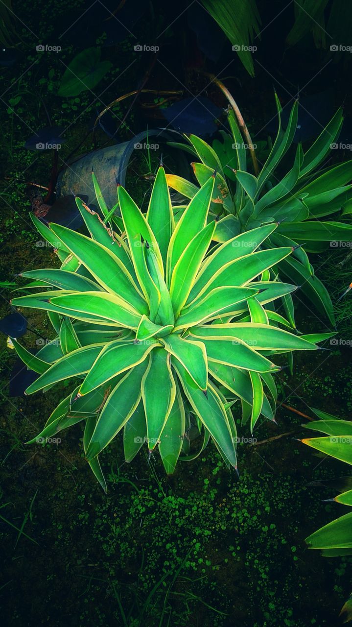 green colour stories