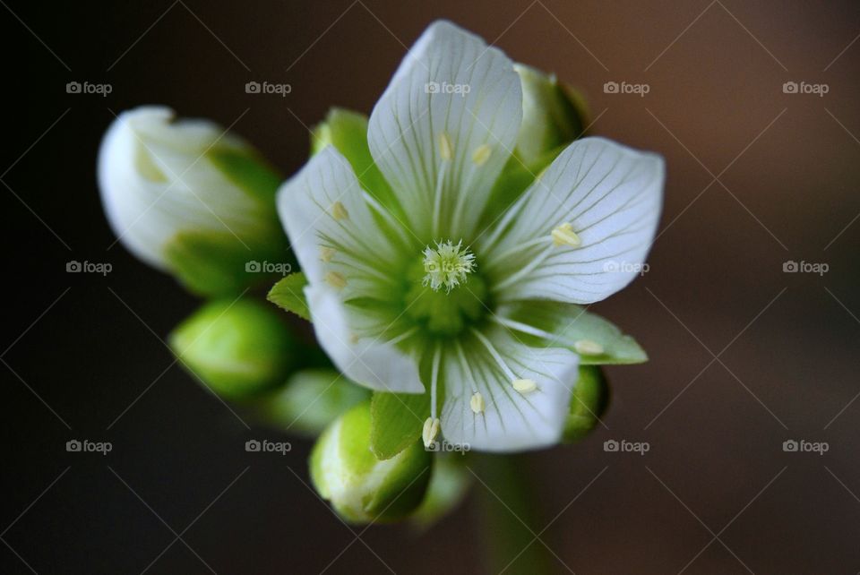 Venus flytrap white and green flower