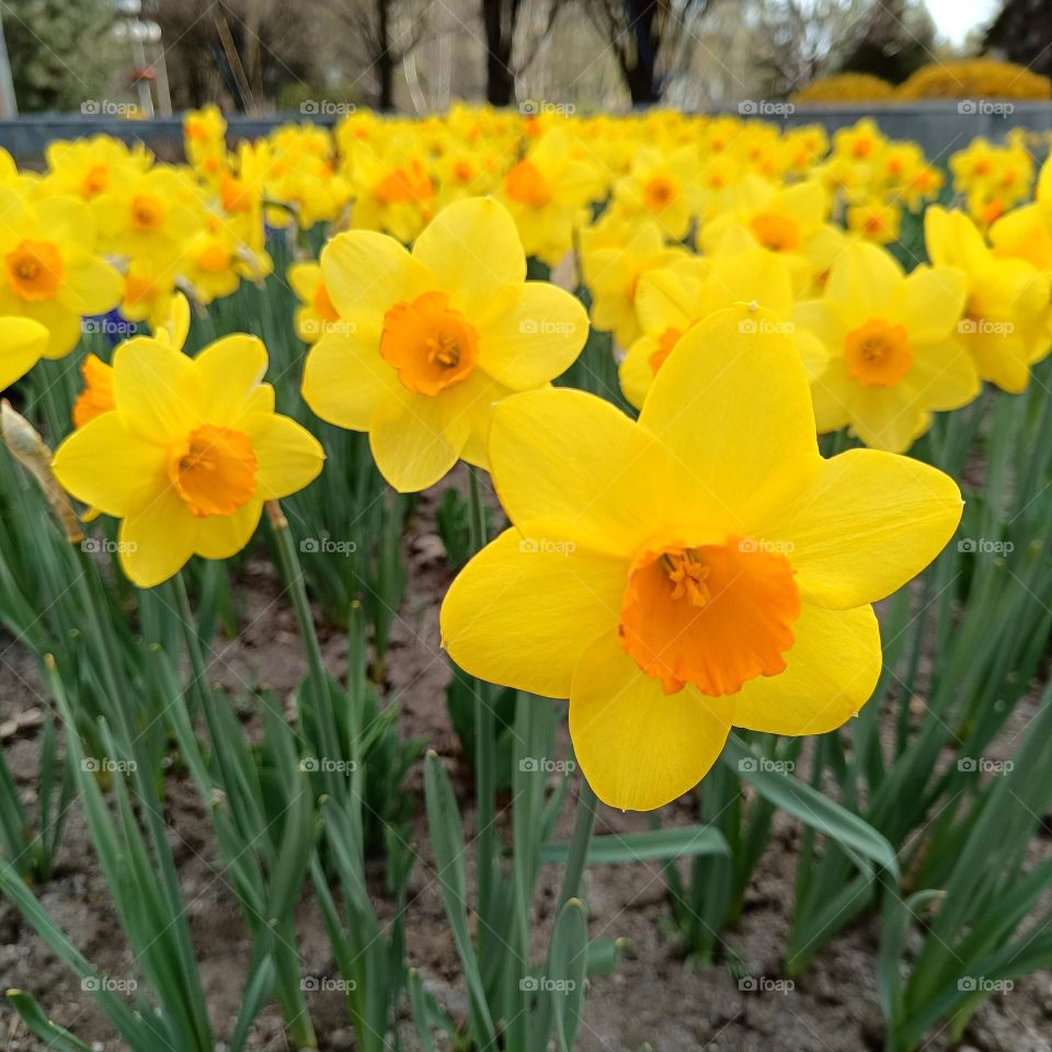Yellow daffodils