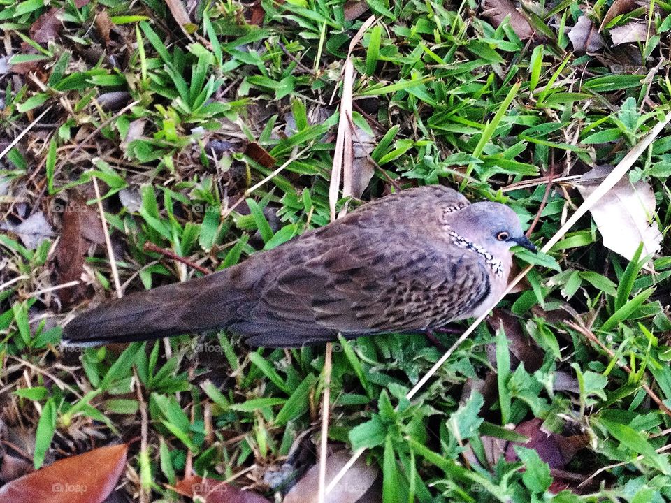 Spotted dove. Spotted dove sitting on the grass