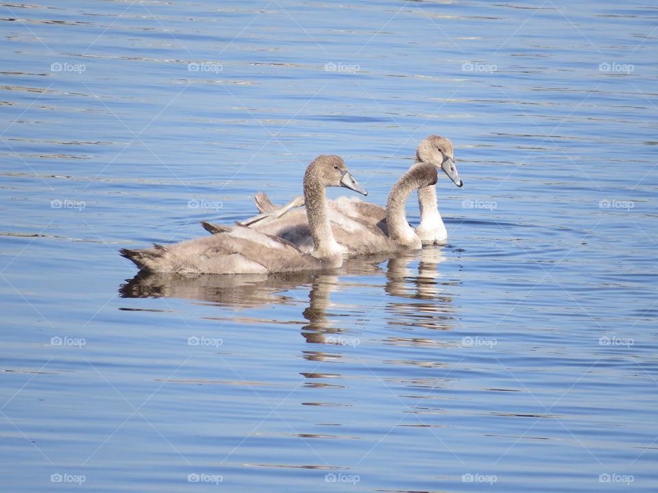 Signets