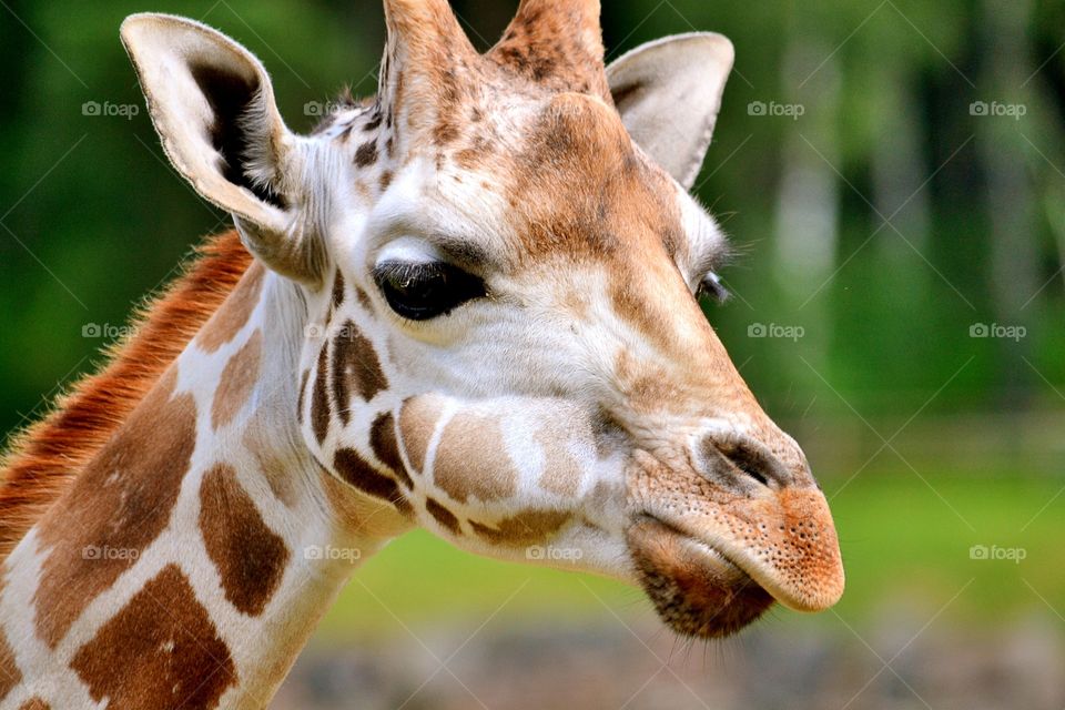 Giraffe. A beautiful giraffe