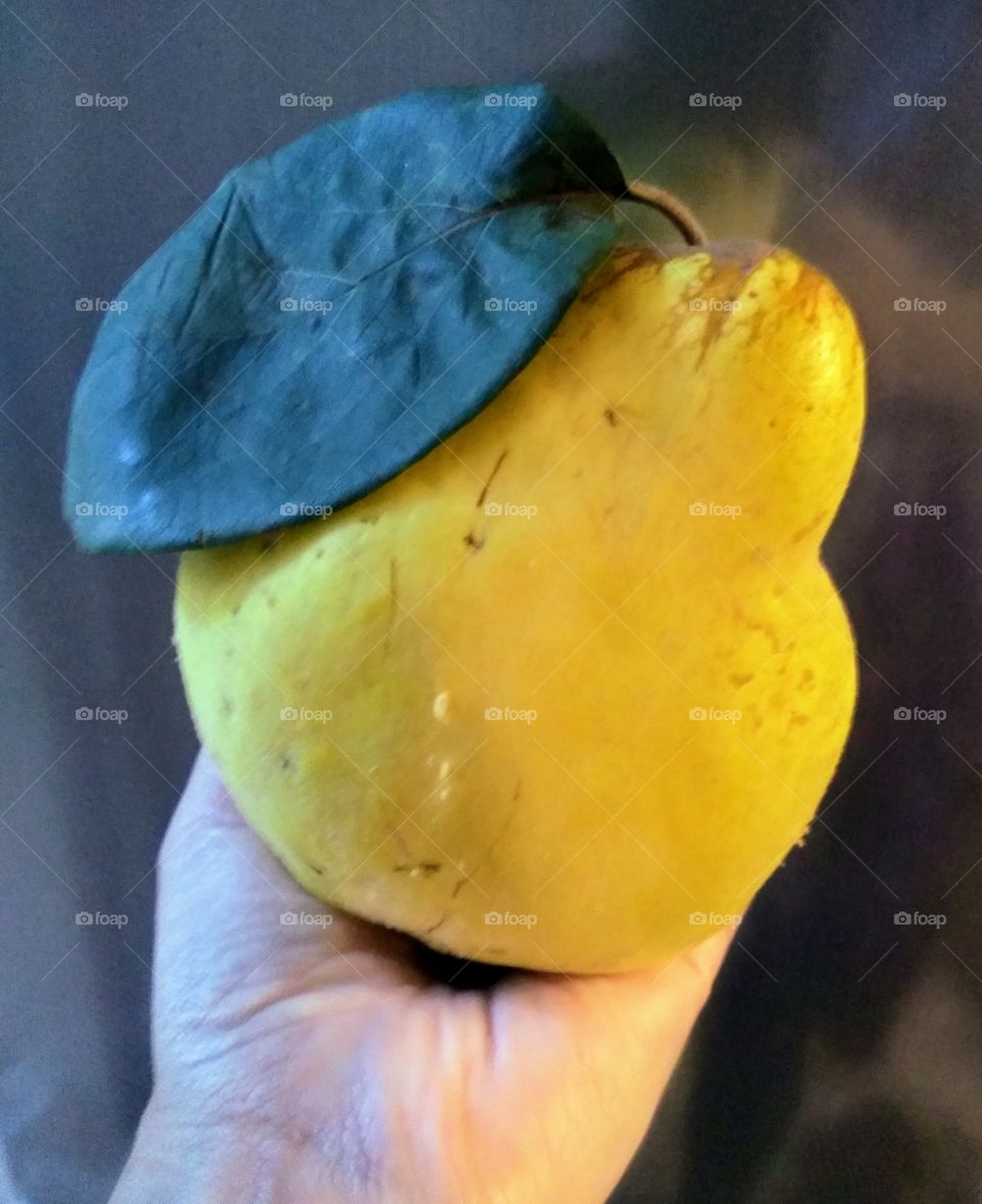 Quince yellow