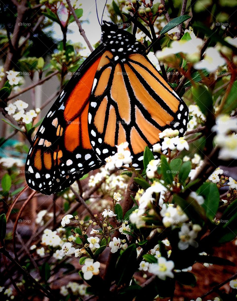 Monarch butterfly 