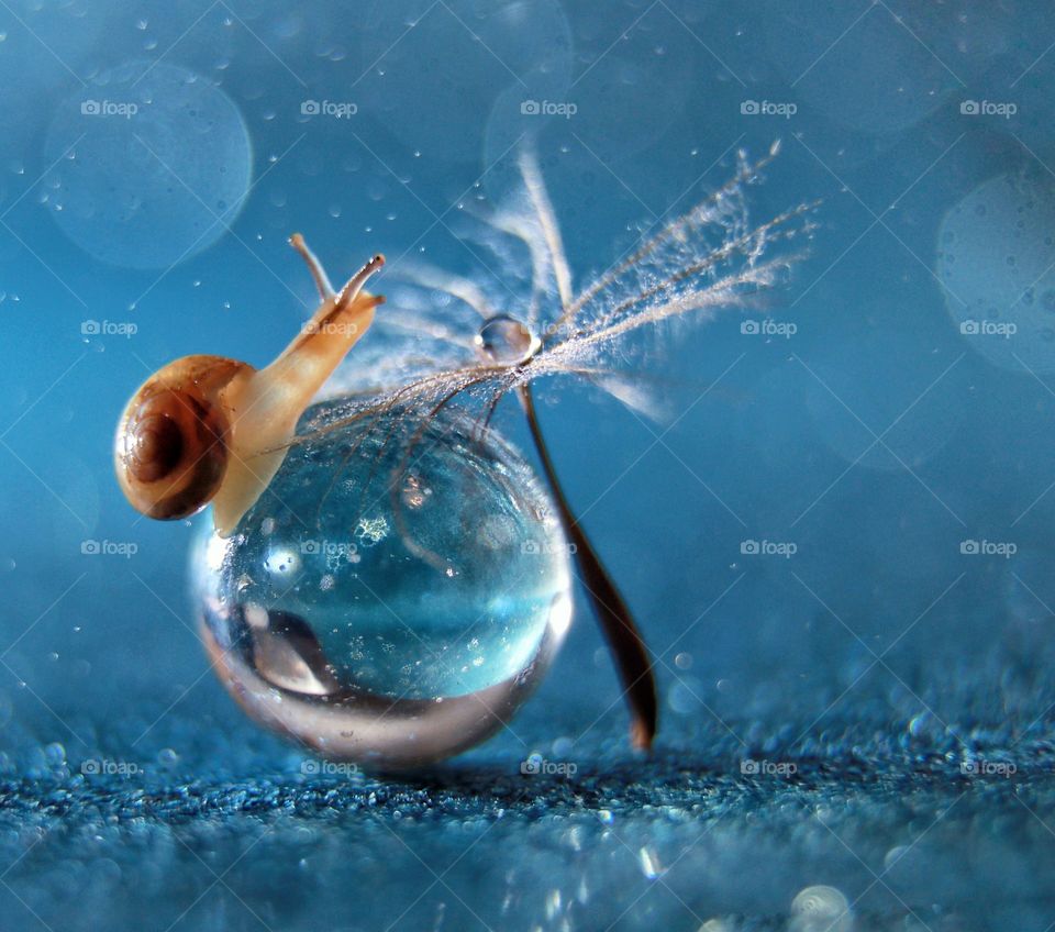 Snail on a glass ball