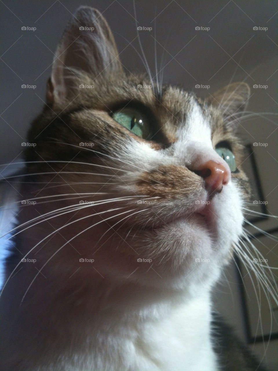 italy cat pet arezzo by babie