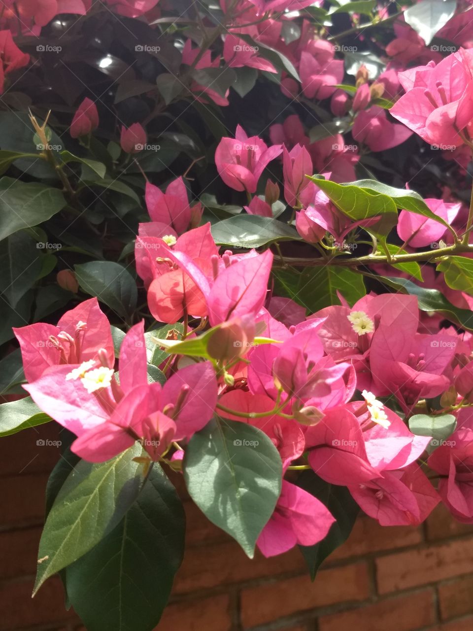 pink Bougainvilles
