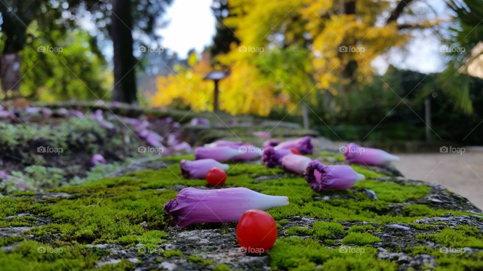 Colorful flowers € wild fruits