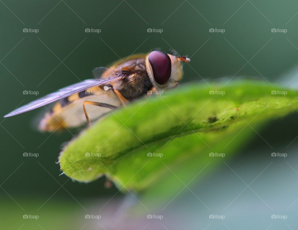 Close-up of bee on leaf