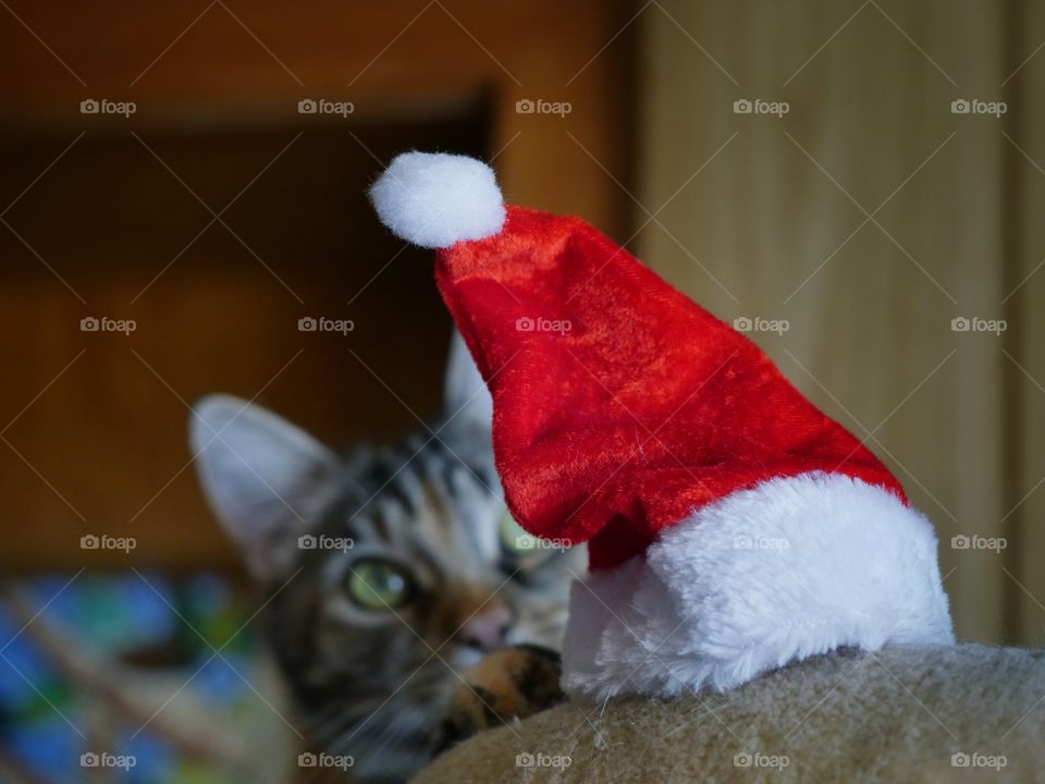 Cat looking to Santa hat