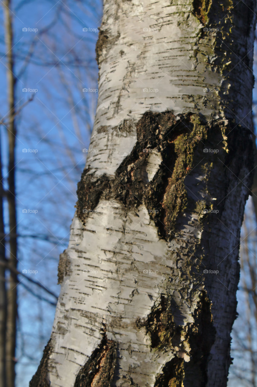 Trees in the light of a winter afternoon