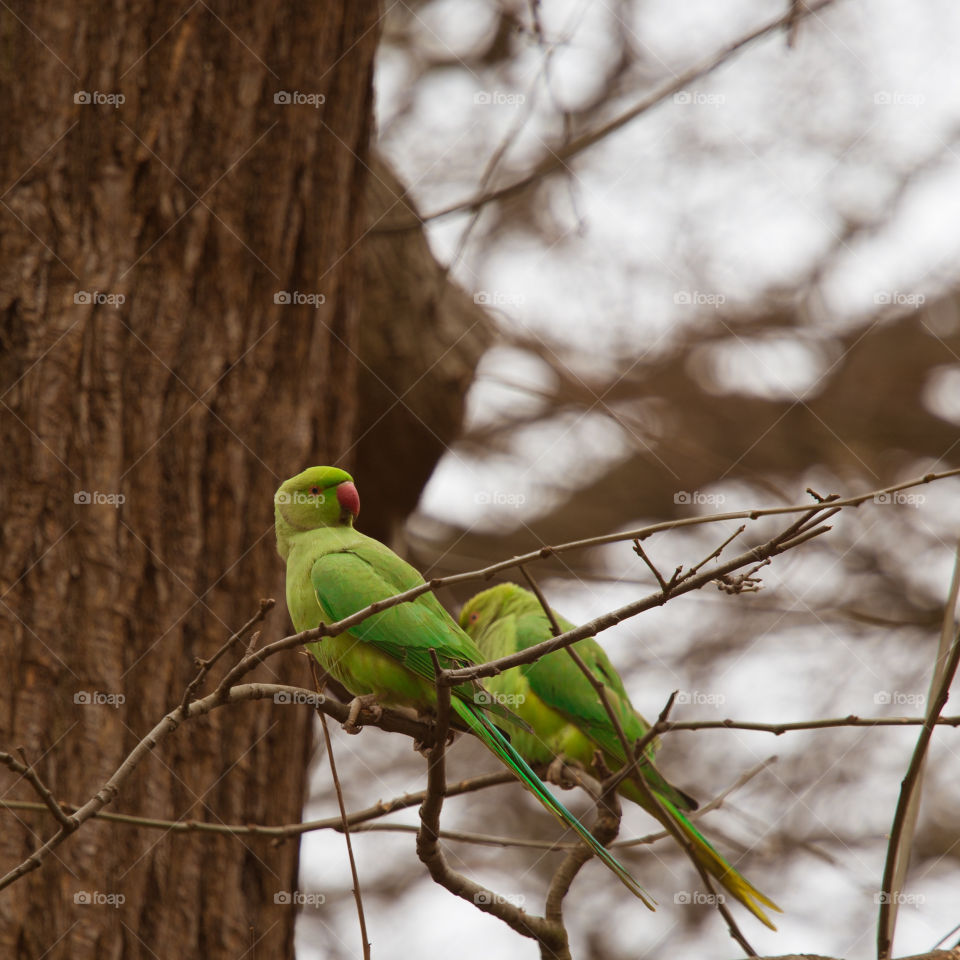 Bird, Wildlife, Nature, No Person, Animal