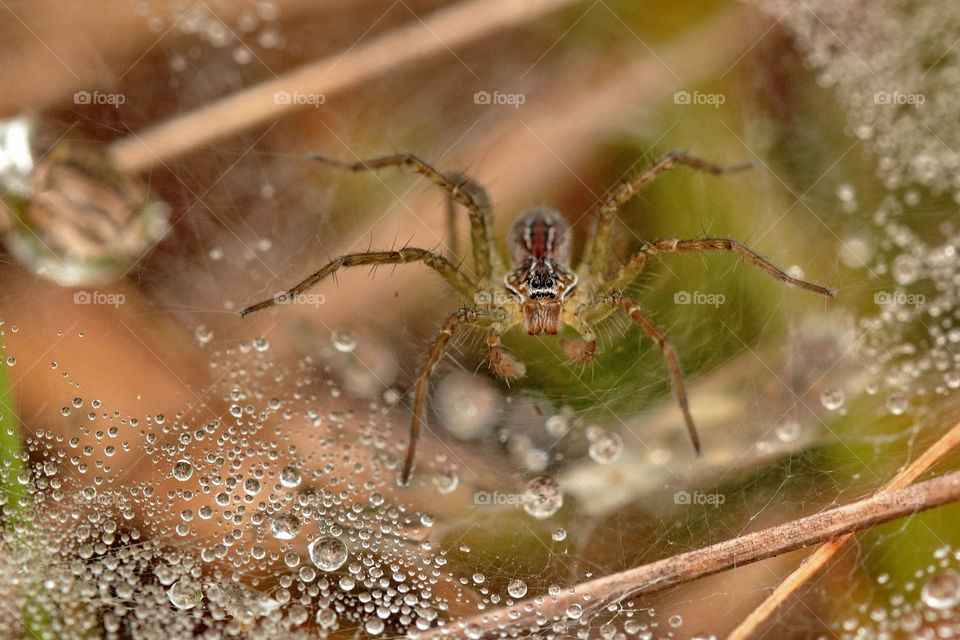 the spider in its dewy web.