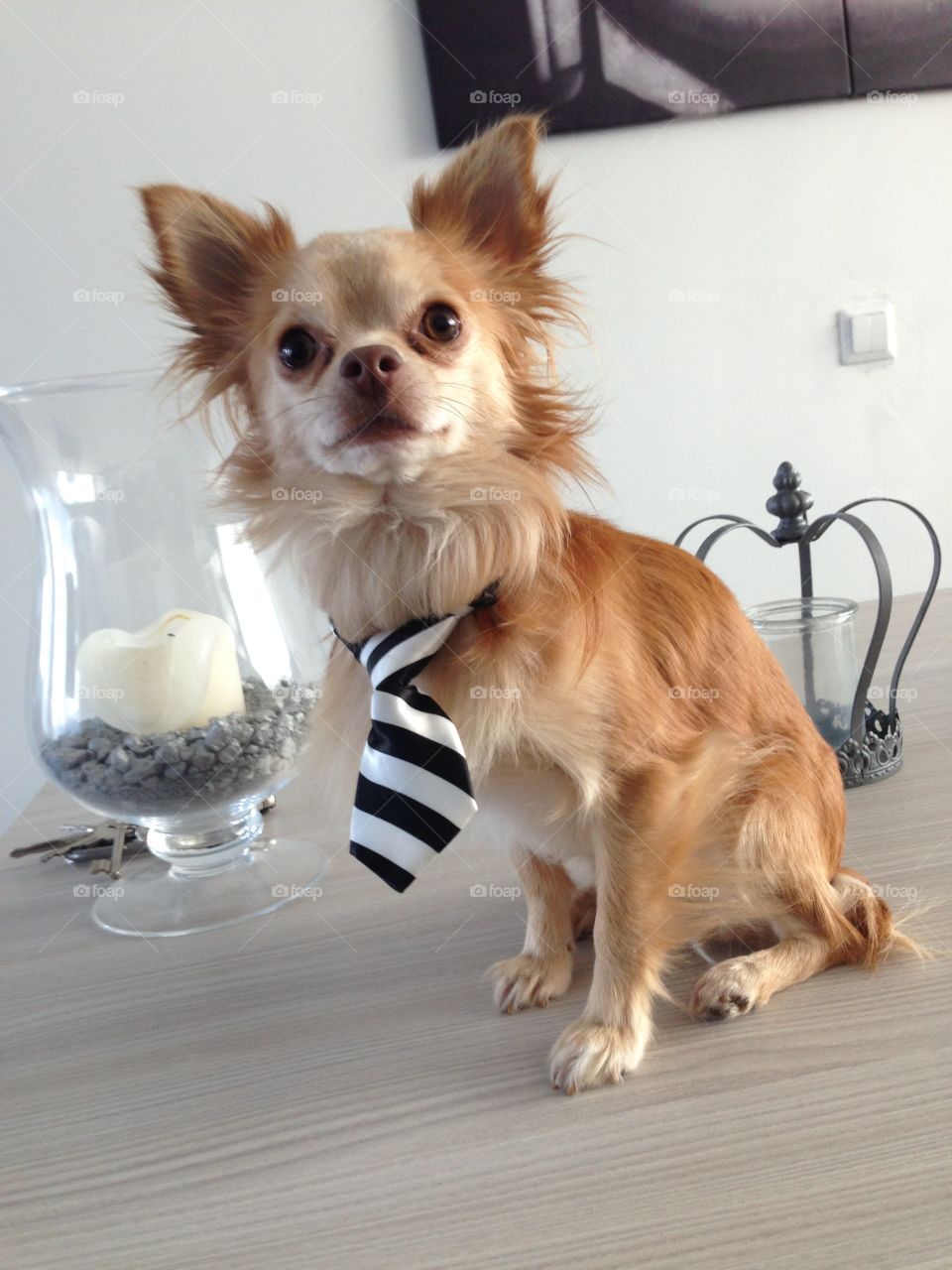 Little furry chihuahua looking like a boss with a tie