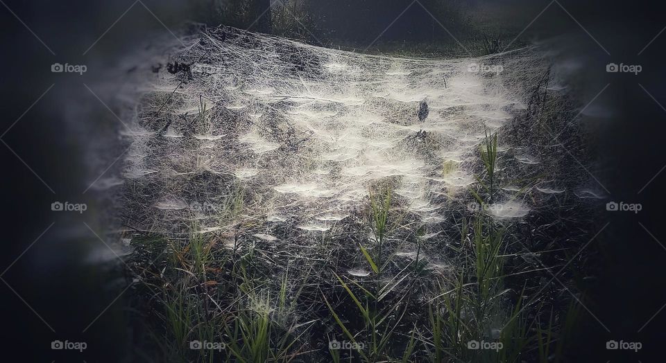 spider webs