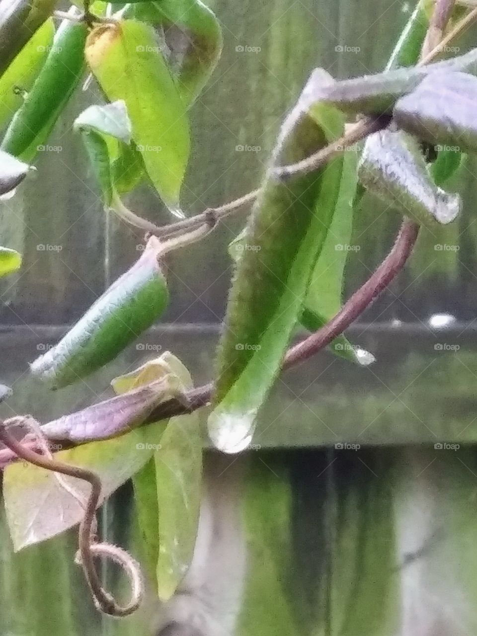 rain dripping off leaves