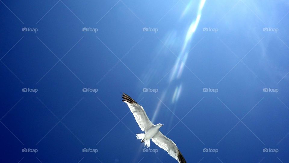 be free. we saw this bird on the boat in ibiza