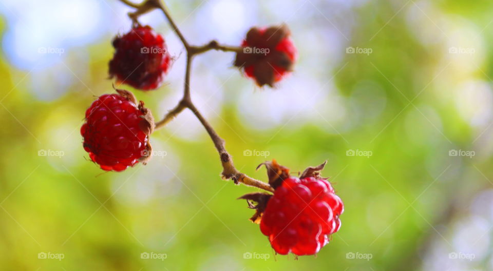 What is this fruit ...?