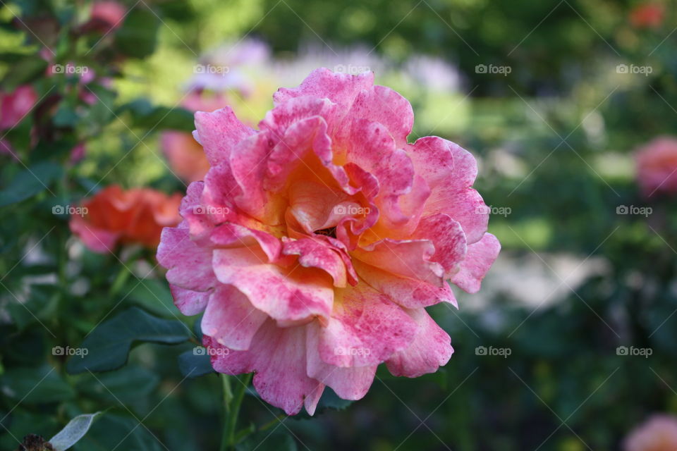 Pink Flowers in the Park Garden