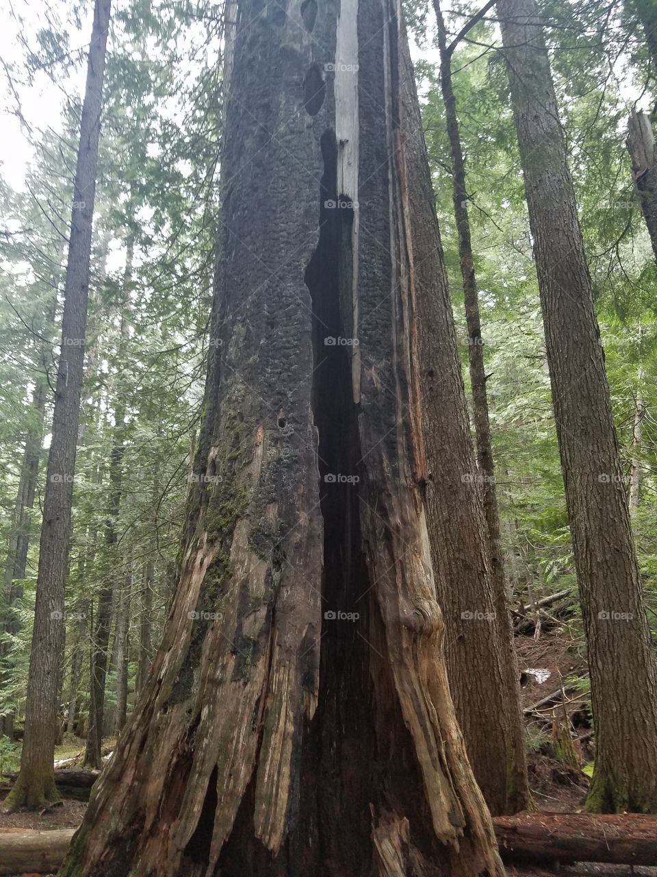 Big old tree