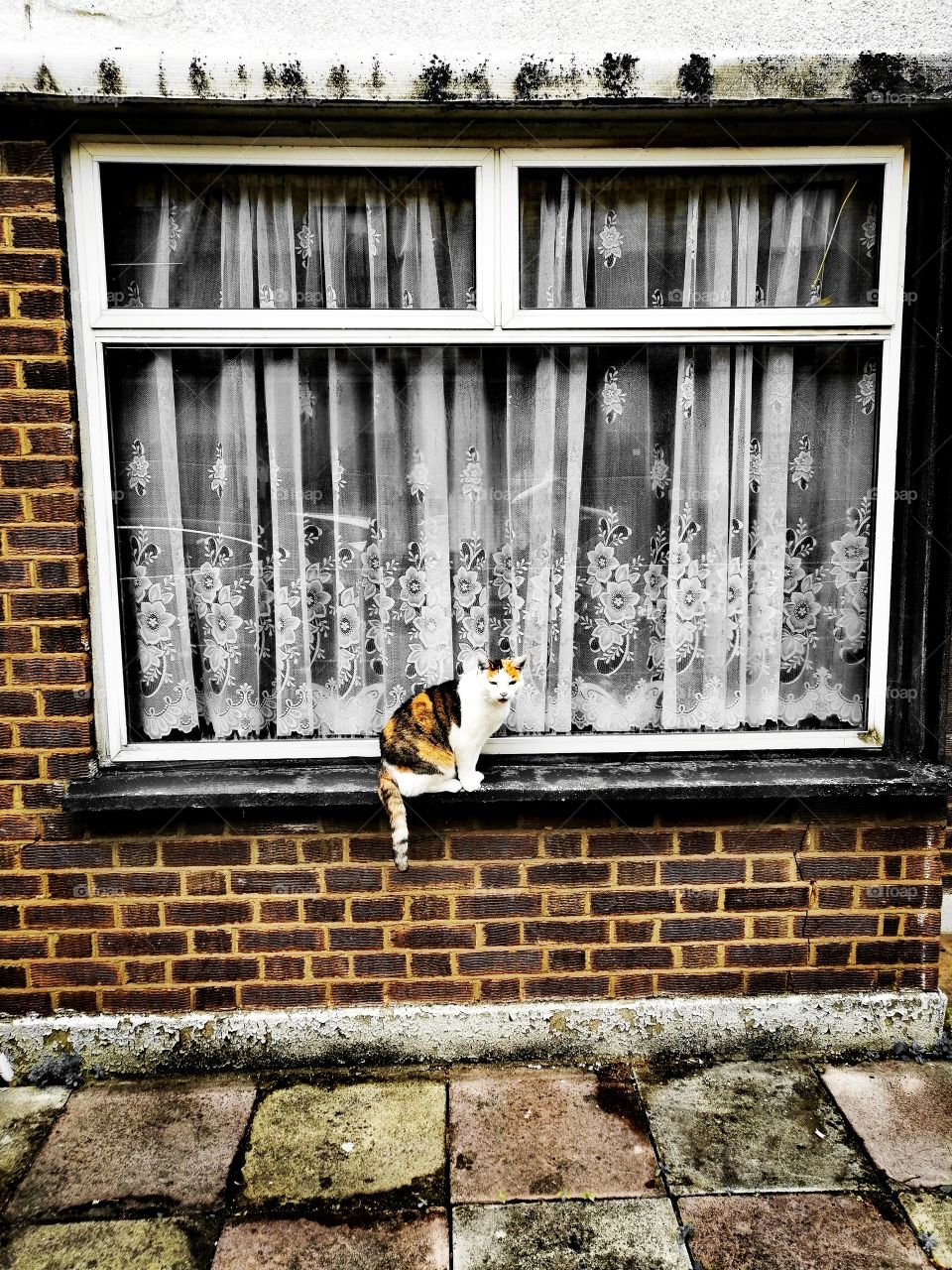 cat in London