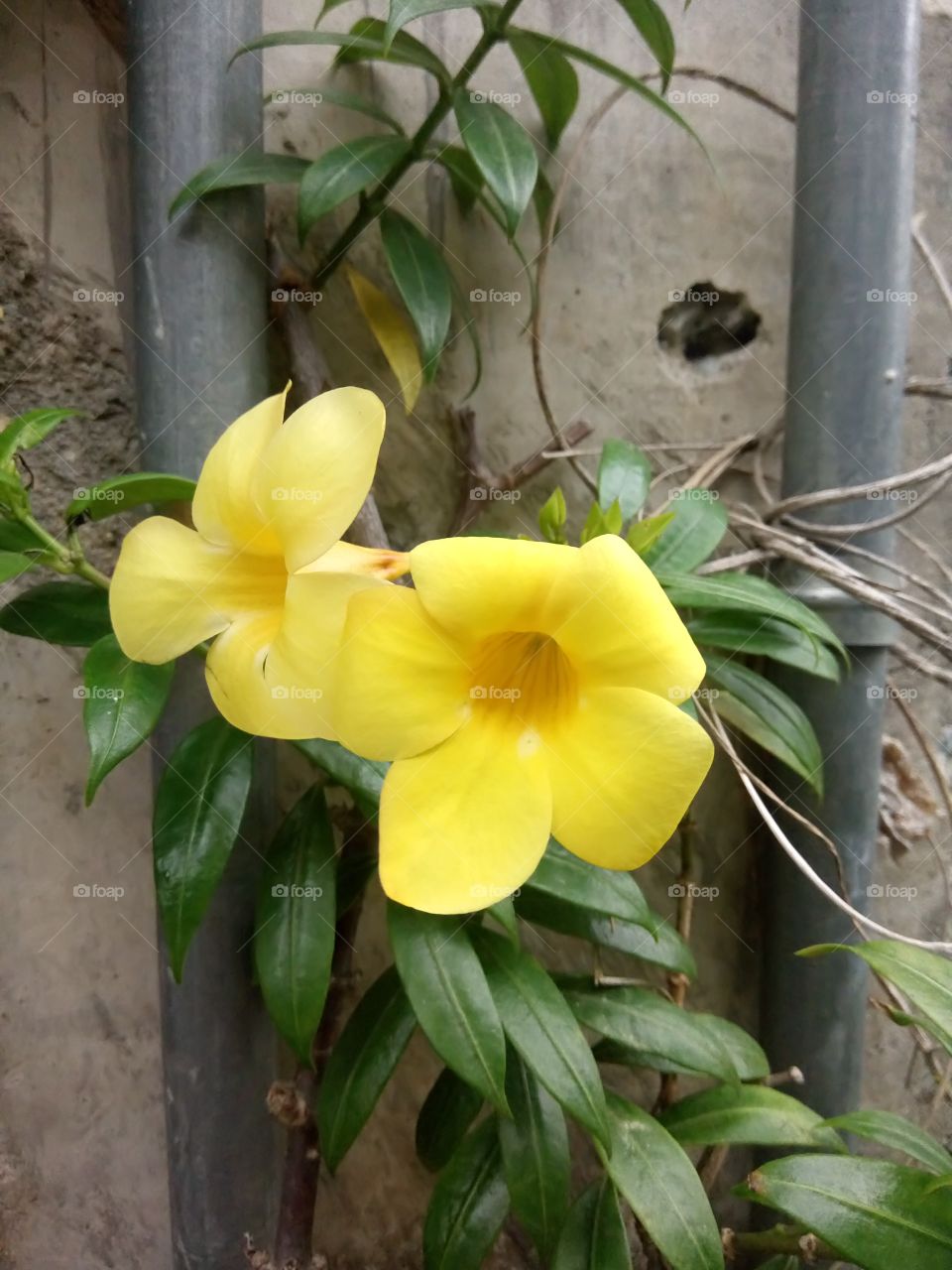 yellow beauty is in the eye of the beholder