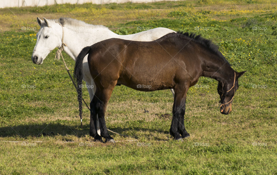 Dark and white horses