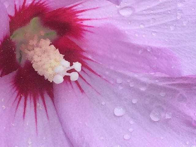 Rose of Sharon 