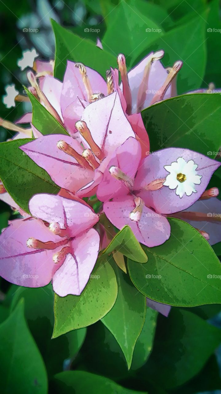 magic of Bougainvillea flower
