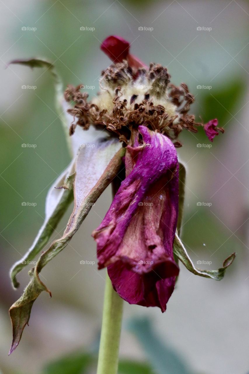 Naked rose. Naked beauty