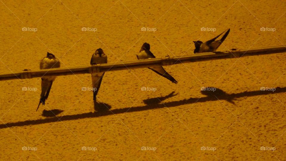 Swallows in the light