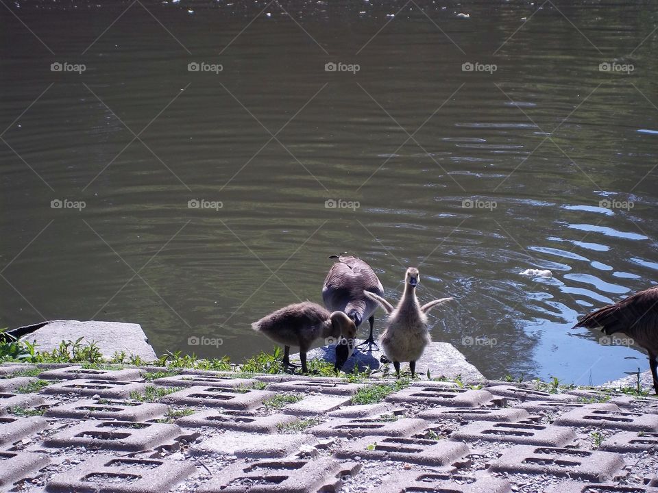baby goose flapping wings