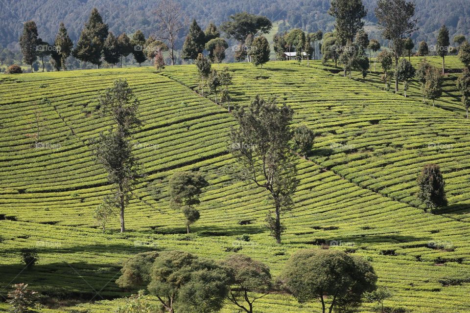 morning view in tea plantation