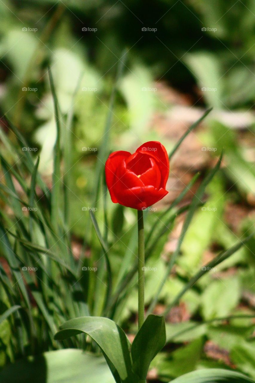 Tulip