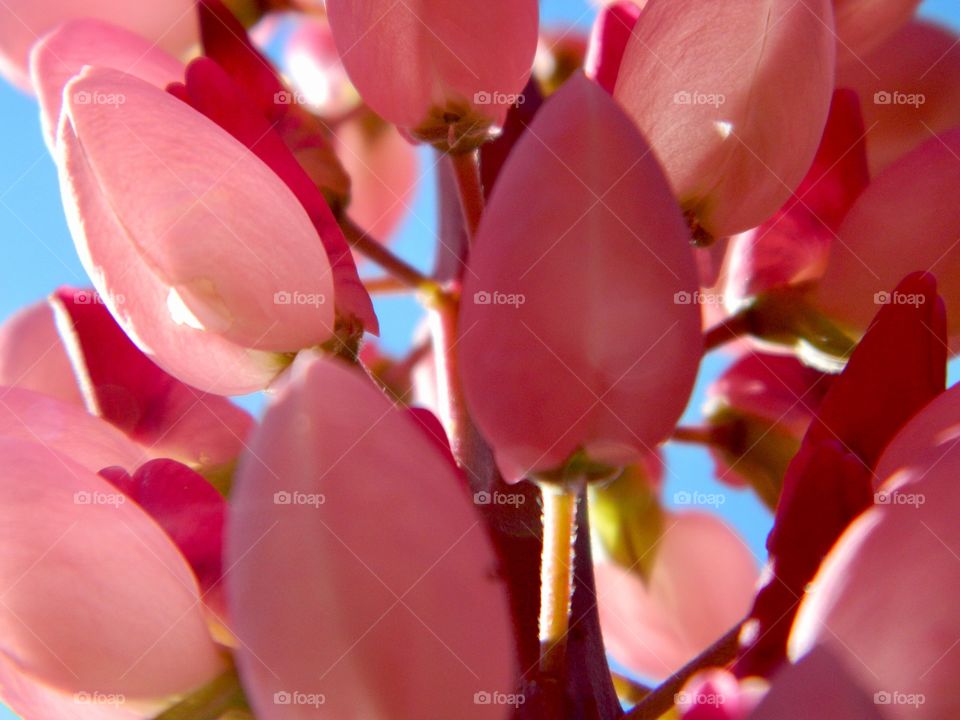 Pink flower