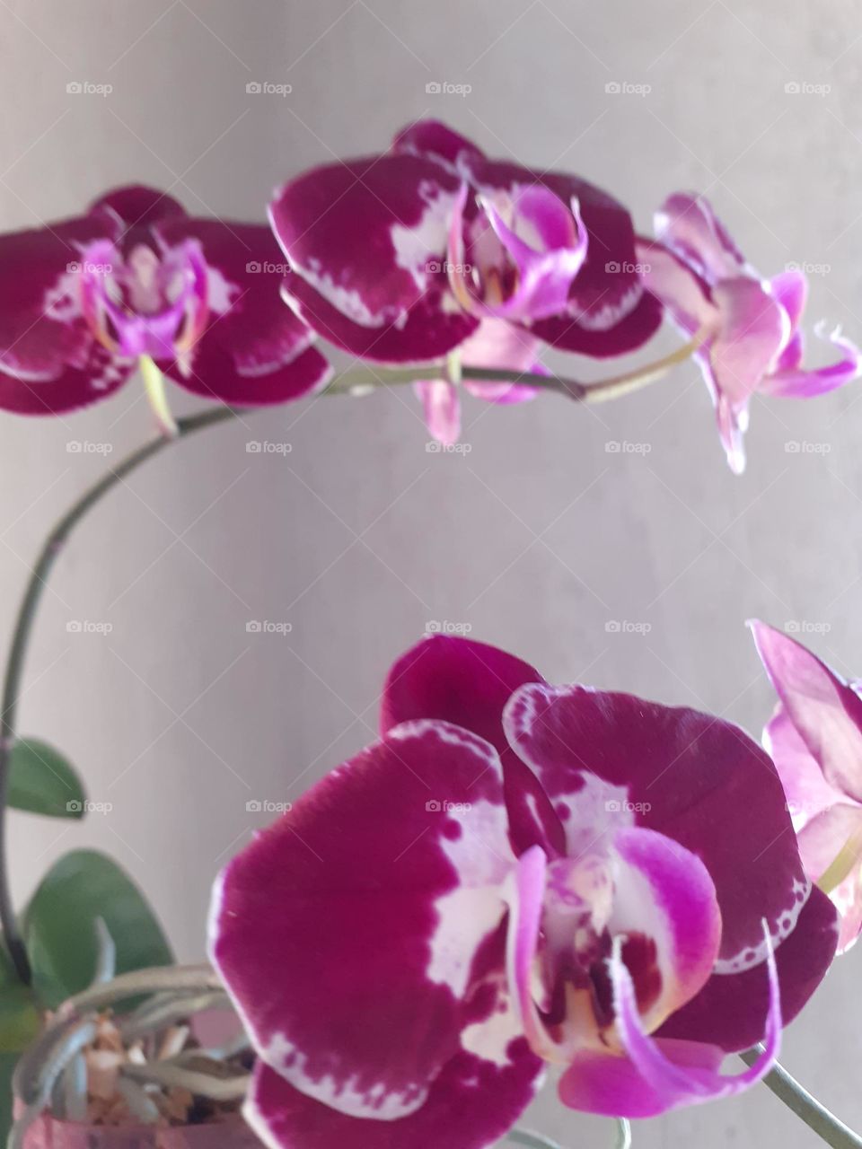 My orchids.