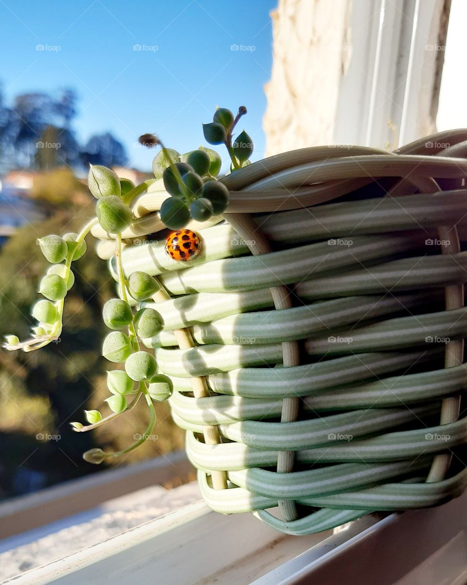 A joaninha colorida alegrou o verde da plantinha e do vaso.
