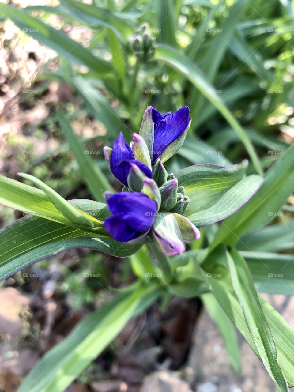 Spiderwort buds